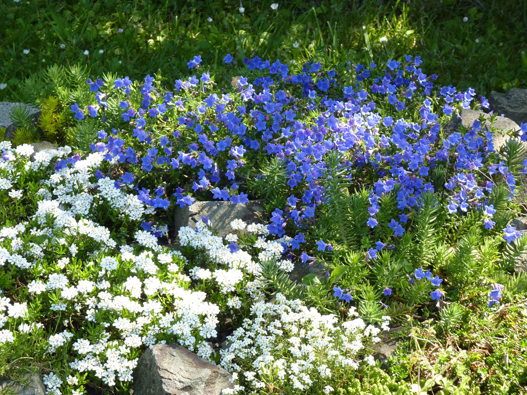 Lithodora diffusa 'haevenly blue' photo